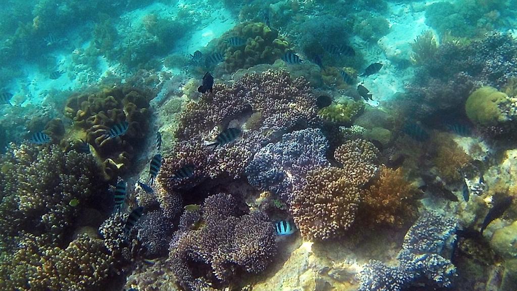 Sylvia Hotel & Resort Komodo Лабуан Баджо Екстериор снимка